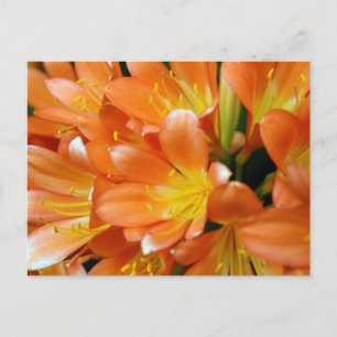 Postal Clivia Miniata