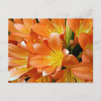 Postal Clivia Miniata