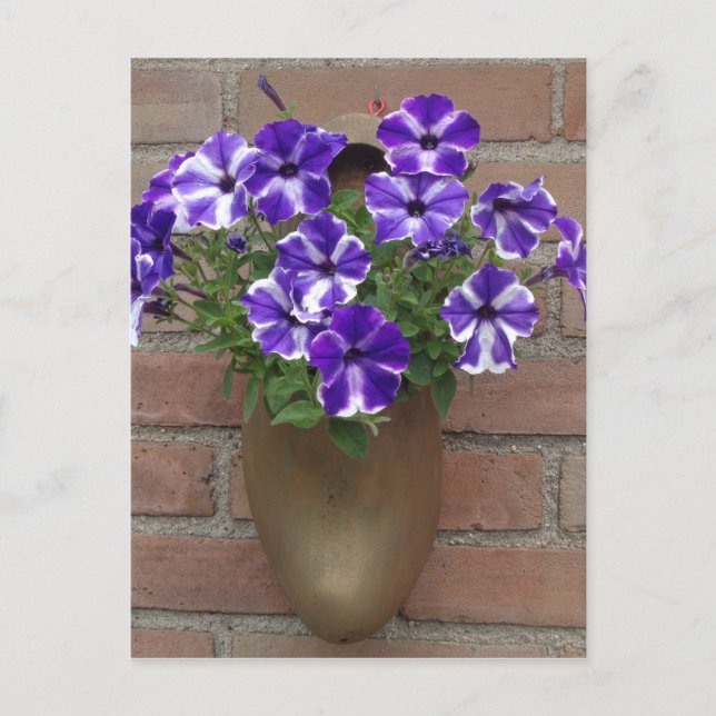 Postal Clog holandés con violeta azul morado en la pared (Anverso)