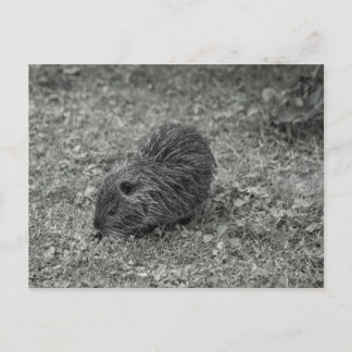 Postal Close-up of baby nutria (Myocastor coypus) on fiel