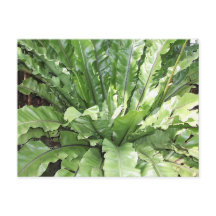 Close-up of the fern, Asplenium nidus.