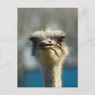 Postal Close_Up_Ostrich_FullSize.jpg