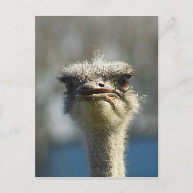 Postal Close_Up_Ostrich_FullSize.jpg (Anverso)