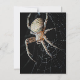 Postal Close-Wonder: La araña de los jardines europeos