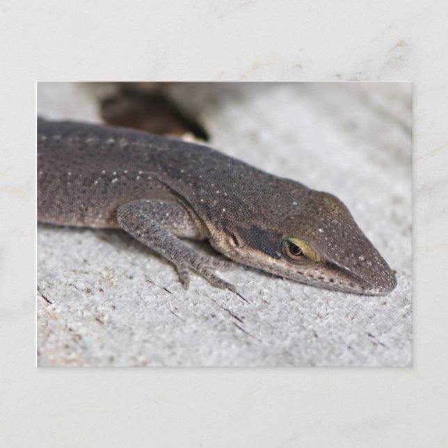 Postal Closet de Green Anole Lizard