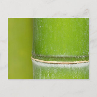 Postal Closeup Bamboo Stalk