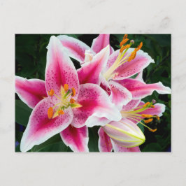Postal Closeup de Lirio Oriental a pleno florecimiento