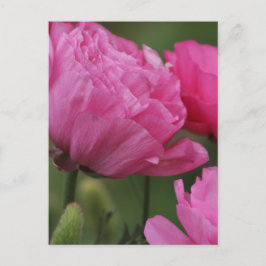 Postal Closeup Deep Peony Pink Ranunculus