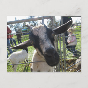 Postal Closeup Goat