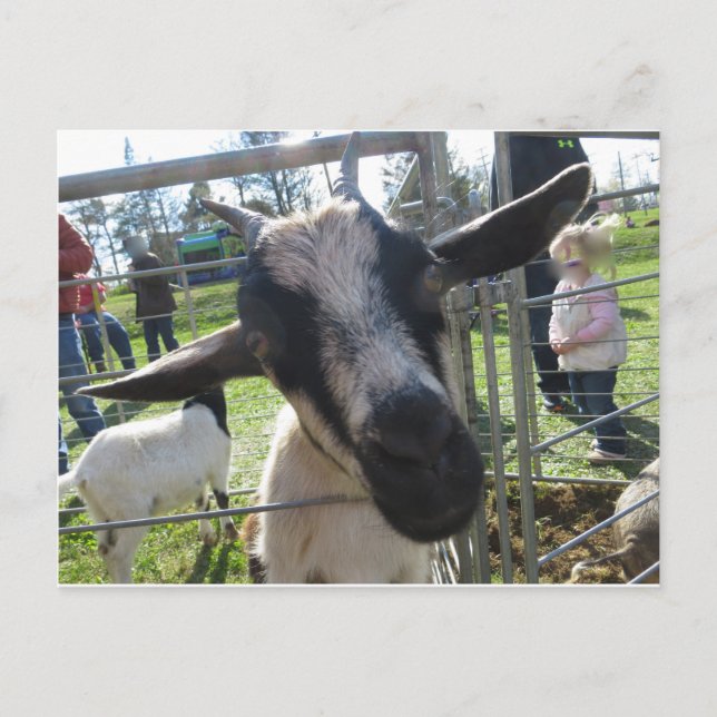 Postal Closeup Goat (Anverso)