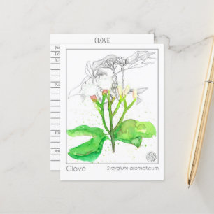 Postal Clove Spice Materia Medica Monografía Herbal