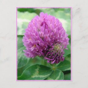 Postal Clover Art