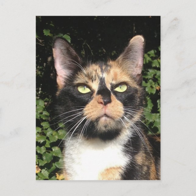 Postal Clover el Calico (Anverso)