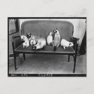Postal Club de gatos de exposición - Mondial 494