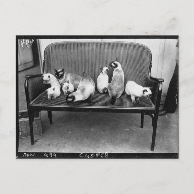 Postal Club de gatos de exposición - Mondial 494 (Anverso)