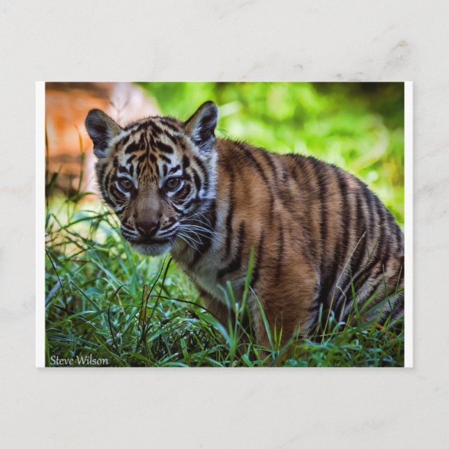 Postal Club de Tigres de Sumatra de Hi-Res (Anverso)