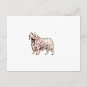 Postal Clumber Spaniel