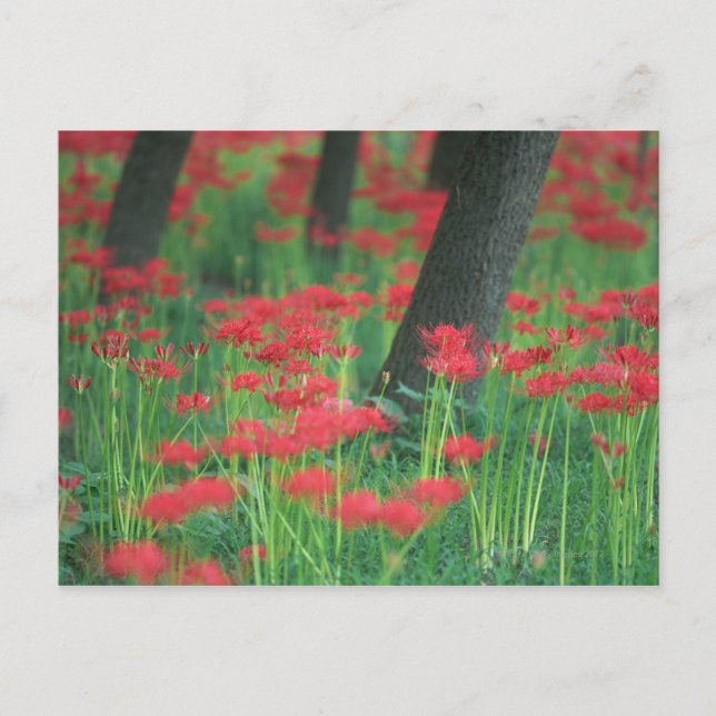 Postal Cluster-amaryllis (Anverso)