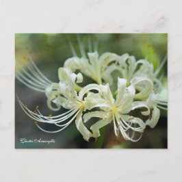 Postal Cluster Amaryllis para la postcard