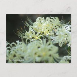 Postal Cluster Amaryllis：Postcard