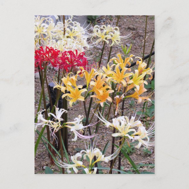 Postal Cluster Amaryllis [Postcard] (Anverso)