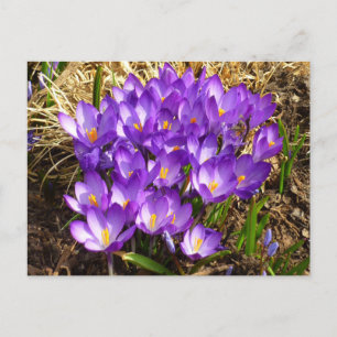 Postal Clúster de Crocuses Púrpura Floral Primavera