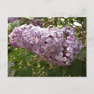 Postal Clúster de Floral Primaria de Lilac Blossoms