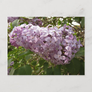 Postal Clúster de Floral Primaria de Lilac Blossoms