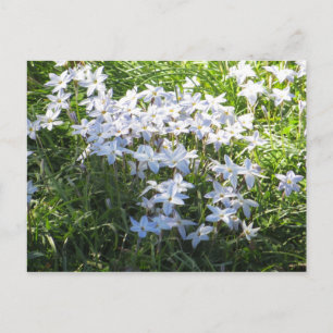 Postal Clúster de flores