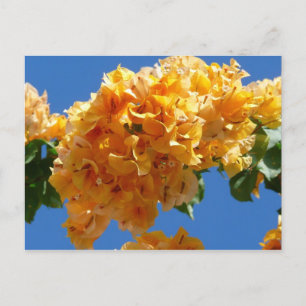 Postal Clúster de la Floral Dorada de Bougainvillea