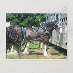 Postal Clydesdale