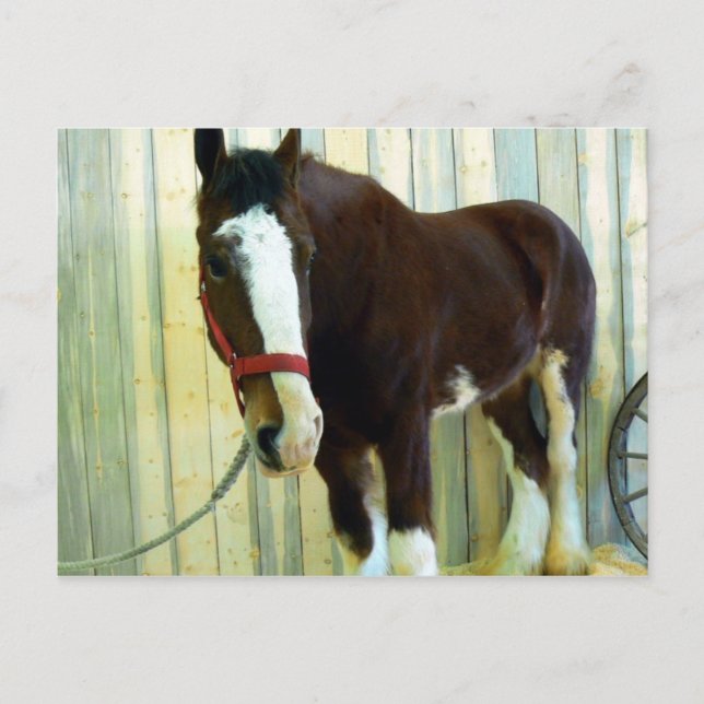 Postal Clydesdale (Anverso)
