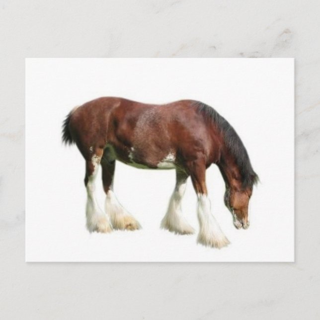 Postal clydesdale (Anverso)