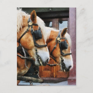 Postal Clydesdale Closeup