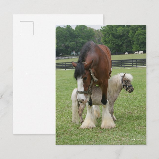 Postal Clydesdale de pie por Pony en miniatura (Anverso / Reverso)