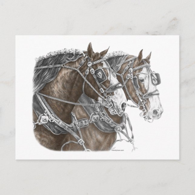 Postal Clydesdale Draft Horse Team (Anverso)