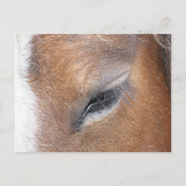 Postal Clydesdale Eye (Anverso)
