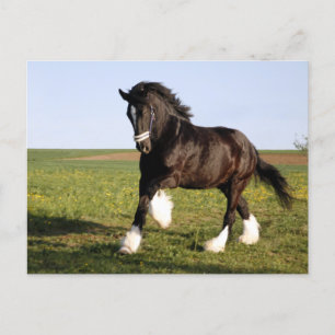 Postal Clydesdale Horse 