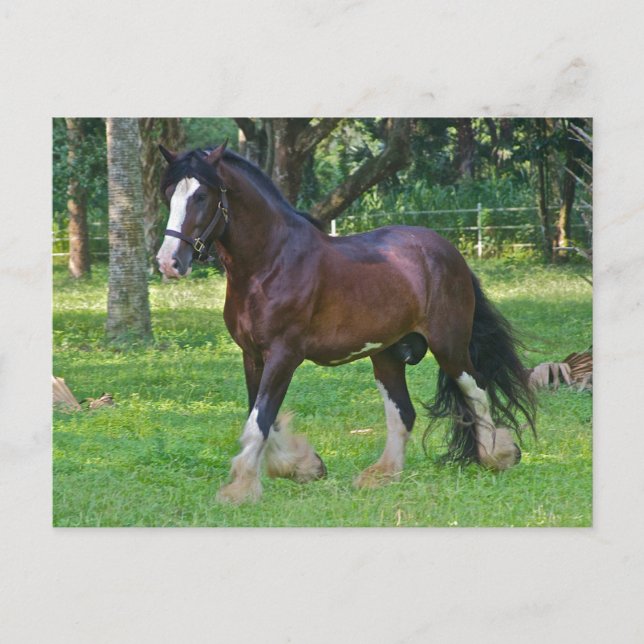Postal Clydesdale Horse (Anverso)
