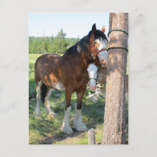 Postal Clydesdale Mama y Baby