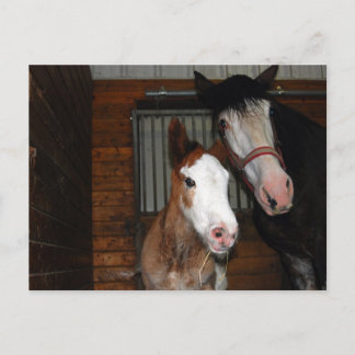 Postal Clydesdale mare y filly
