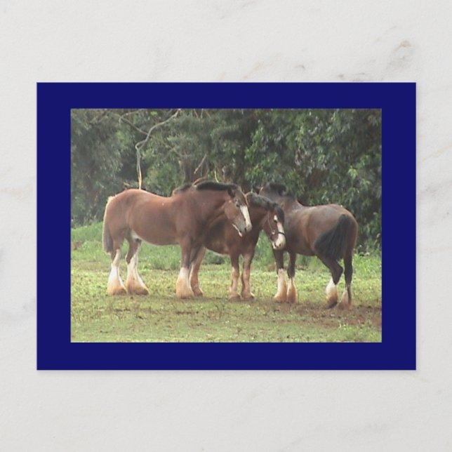 Postal Clydesdale Postcard (Anverso)