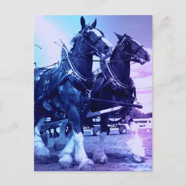 Postal Clydesdale Postcard (Anverso)