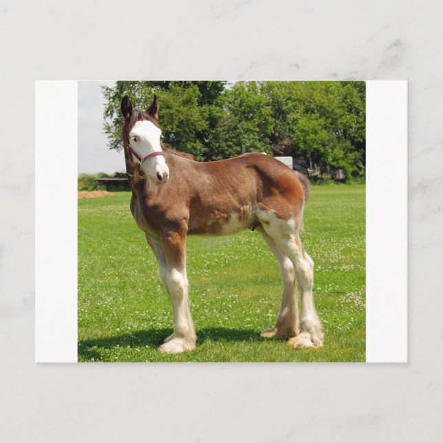 Postal clydesdale stud (Anverso)