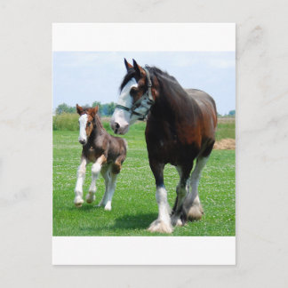 Postal Clydesdale y potra