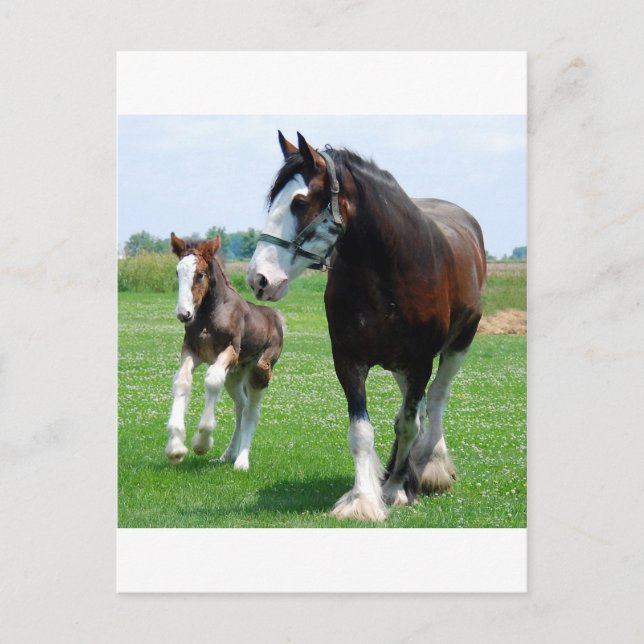 Postal Clydesdale y potra (Anverso)