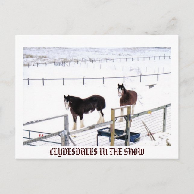 POSTAL CLYDESDALES EN LA NIEVE (Anverso)