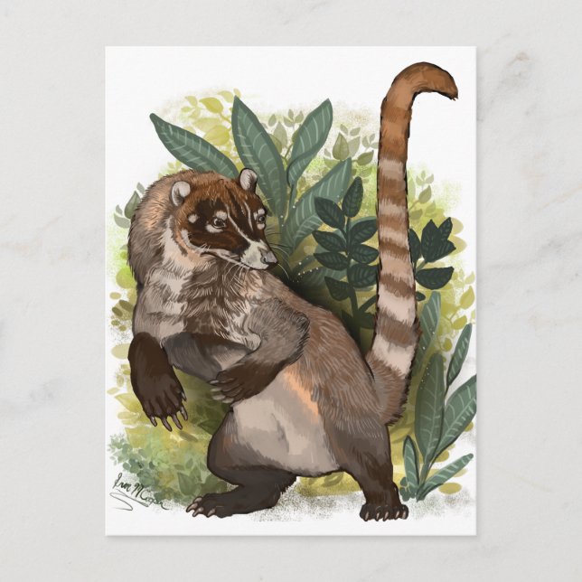 Postal Coatamundi o White Nosed Coati (Anverso)