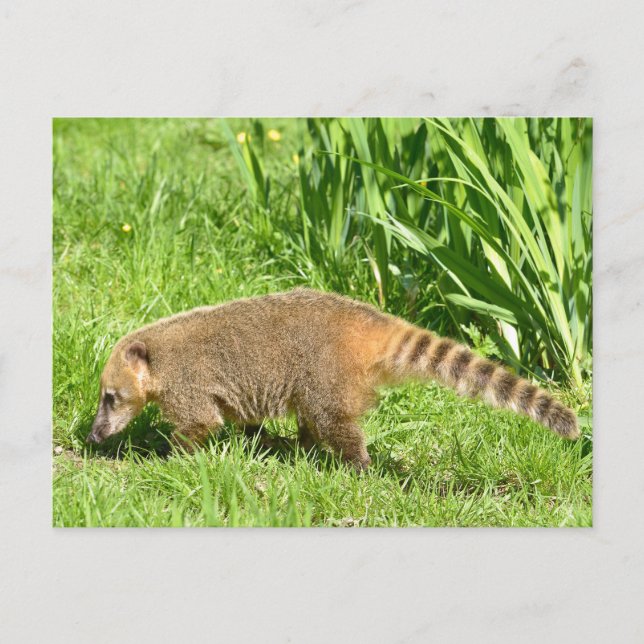 Postal Coati de cola anillada sobre la hierba (Anverso)