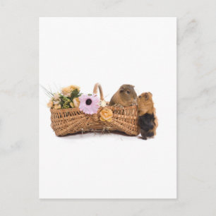 Postal cobaya en canasta
